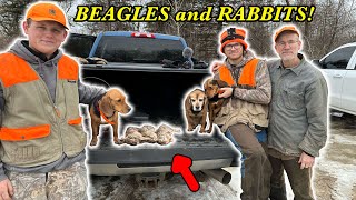 PUBLIC LAND Rabbit Hunting w BEAGLES [upl. by Scevo]