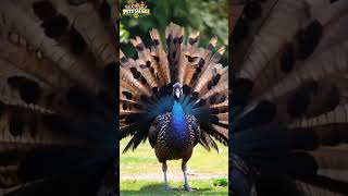 Majestic Indian Peafowl Puts On a SHOW with Its Dazzling Dance [upl. by Gebhardt]