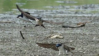 Jiřička obecná Delichon urbicum  sběr materiálu na hnízda Common house martin Городская ласточка [upl. by Campy]