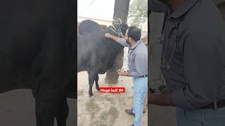 Huge bull im  bull  Orchitis Testicles swelling live love viral cow doctorofveterinary [upl. by Conard]