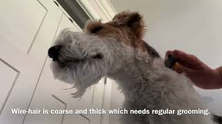 Learn how I groom my dog Skipper the wirehair fox terrier using beginner handstripping techniques [upl. by Atnuhs521]