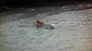 Fishermen Shock Siberian Tiger Grabbing Boat [upl. by Atirb287]