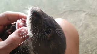 Adorable Otters Sweet Pet in my home stay [upl. by Varin]