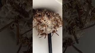 Ants attack Paper Wasp Nest animals [upl. by Repooc]