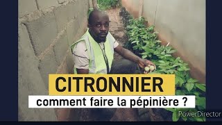 CITRONNIERComment faire la pépinière citronpépinière agriculteur jardin farming agrovision [upl. by Auhel]