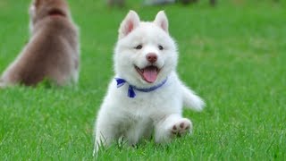 Cutest White Husky Puppy Must Watch [upl. by Nottage]