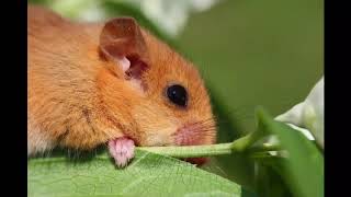 Dormouse Facts Interesting Facts about Dormouse [upl. by Duwalt]