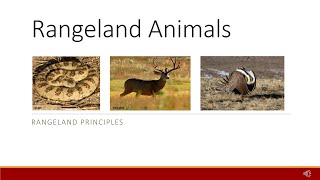 Overview of Rangeland Animals [upl. by Anivla464]