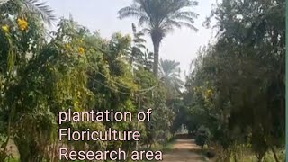 Landscape of new Floriculture field  modern Agri Techniques amp landscaping [upl. by Eilahtan269]