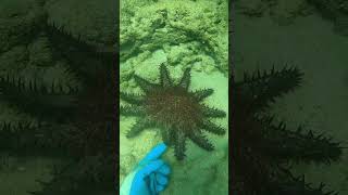 Crownofthorns starfish ⭐️🐟 fishing hawaiioutdoors [upl. by Ruben]