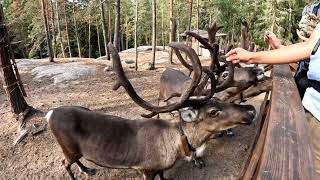 Nuuksio Reindeer Park Finland [upl. by Demahum914]