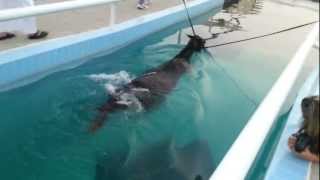 كيف يتم تدريب الخيل على السباحة How to train horses swimming [upl. by Attenehs]