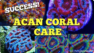 Acan Coral Care 100 Success 🙌🏻 [upl. by Uird]