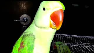 Parrot Natural Sounds  Parrot Talking Parrot Bird TalkingParrot Parakeet alexandrinebabyparro [upl. by Aneryc]