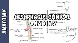 The Oesophagus Esophagus  Clinical Anatomy [upl. by Grogan]