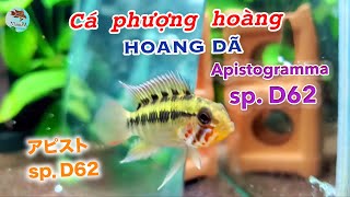 Apistogramma sp D62  Cá phượng hoàng hoang dã [upl. by Boorman]