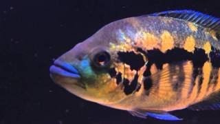 American Cichlid Species  Parachromis Dovii quotWolf Cichlidquot female [upl. by Butterworth]