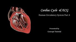 Cardiac Cycle amp Electrocardiogram ECG  Circulatory System  Biology Class 11NEET [upl. by Taylor]