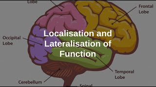 Localisation and Lateralisation of the Brain [upl. by Scoles]