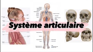 Cours 3  système articulaire  شرح بالدارجة [upl. by Otrebogad]