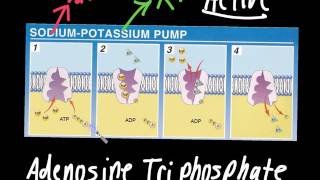 NaK ATPase Explained [upl. by Suirradal]