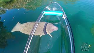 Clear Kayaking in the Crystal Clear Water With Manatees [upl. by Ellehsram327]