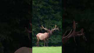 Nontypical Elk bull shedding his velvet Hes a local celebrity loved by so many named Handlebars [upl. by Pain287]