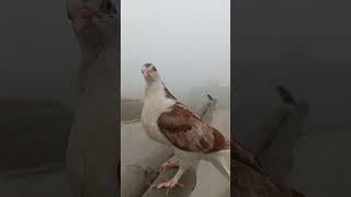 pigeon pigeon birds fancypigeonlover kabutar abbaspigeon kabootar pigeontraning [upl. by Singleton]