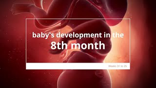 Babys Development in Month 8 of Pregnancy  Fetal Growth and Development [upl. by Milburn87]