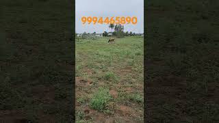 741 Udumalpet 5KM 275 Acres Agriculture Land Per Acre 40lakhs Good Watersrimahalakshmirealestate [upl. by Laundes]