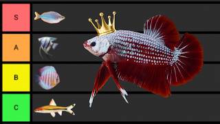 Ranking The BEST Aquarium Fish [upl. by Ttiwed872]