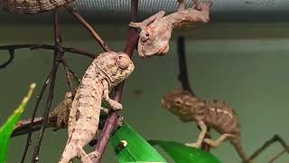 Newborn Panther Chameleons [upl. by Elvyn736]