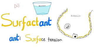 Lung Surfactant  Surface Tension  Alveoli  Type II Pneumocytes  NRDS  Physiology [upl. by Lovell]