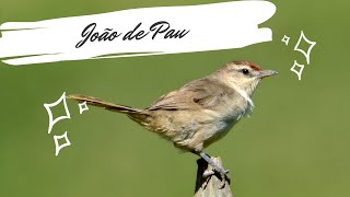 João de Pau construindo ninho  Phacellodomus rufifrons  Rufousfronted Thornbird [upl. by Niajneb]