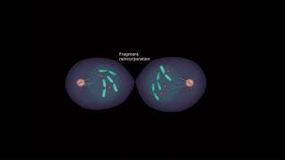 David Pellman  Mechanisms generating rapid genome evolution [upl. by Gascony]