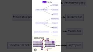 Colistin mechanism of action antibiotics microbiology microberifs lnl medicalstudent [upl. by Annert]