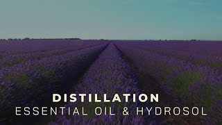 Essential oils and hydrosol distillation ― Copper Pro [upl. by Benedix]