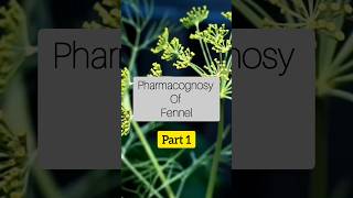 Fennel  Pharmacognosy  Ayurveda  Herbal medicine  fennel fennelseeds ayurveda pharmacognosy [upl. by Le]