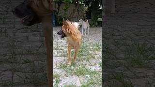 dog sound video  dog barking video  kutte ki video  kutta wala video  dog comedy shorts [upl. by Danell599]