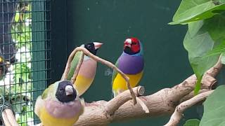 Gouldian Finches in aviary outside Gouldamadines in buiten voliere [upl. by Eninaej]