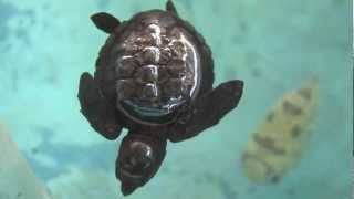 Documentary on Marine Turtles  IbiscusMedia [upl. by Siuraj]