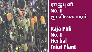 ராஜபுளி No1 மூலிகை மரம்  Raja Puli No1Herbal Friut Plants  Garcinia indica  Indian Gamboge [upl. by Jehoash]