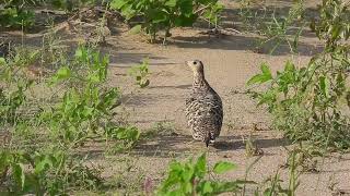 Female chestnut bellied sandgrouse posing for a photo at Desert National Park Jaisalmer Rajasthan [upl. by Ahsiki]