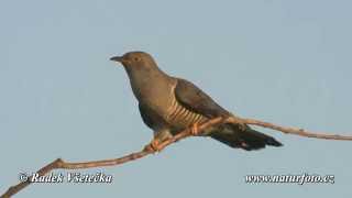 Kukačka obecná  Cuculus canorus  Cuckoo Kuckuck [upl. by Mackey]