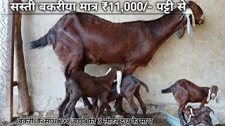 ₹11000How to Start goatfarming Indias largest goat farmingLakshitaGoatFarmRajasthan [upl. by Wolk]