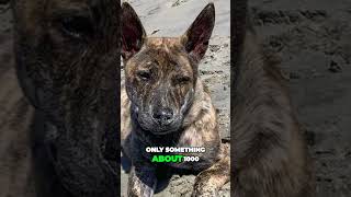 Meet the Phu Quoc Ridgeback  One Of Worlds Rarest Dogs Vietnamese Ridgeback [upl. by Aivatahs]