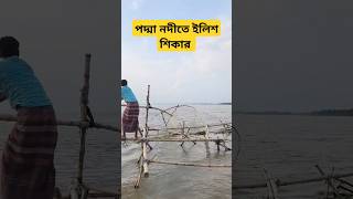 পদ্মা নদীতে ইলিশ ধরার ভিডিও river fishing [upl. by Aihcsrop]