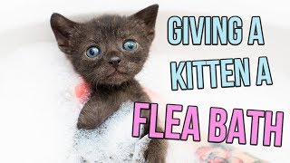 How to Give a Kitten a Flea Bath [upl. by Sheline]