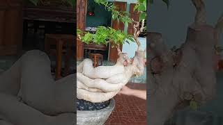 Beautiful bonsai new 2024Beautify American bougainvillea bonsai  Bonsai Thoa Nguyen [upl. by Parry]