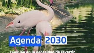 ¿Qué es la Agenda 2030 [upl. by Lowell]